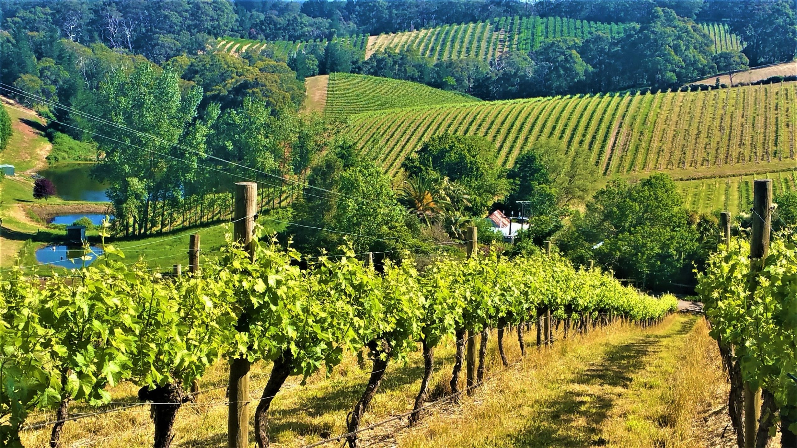 grapevines Adelaide Hills